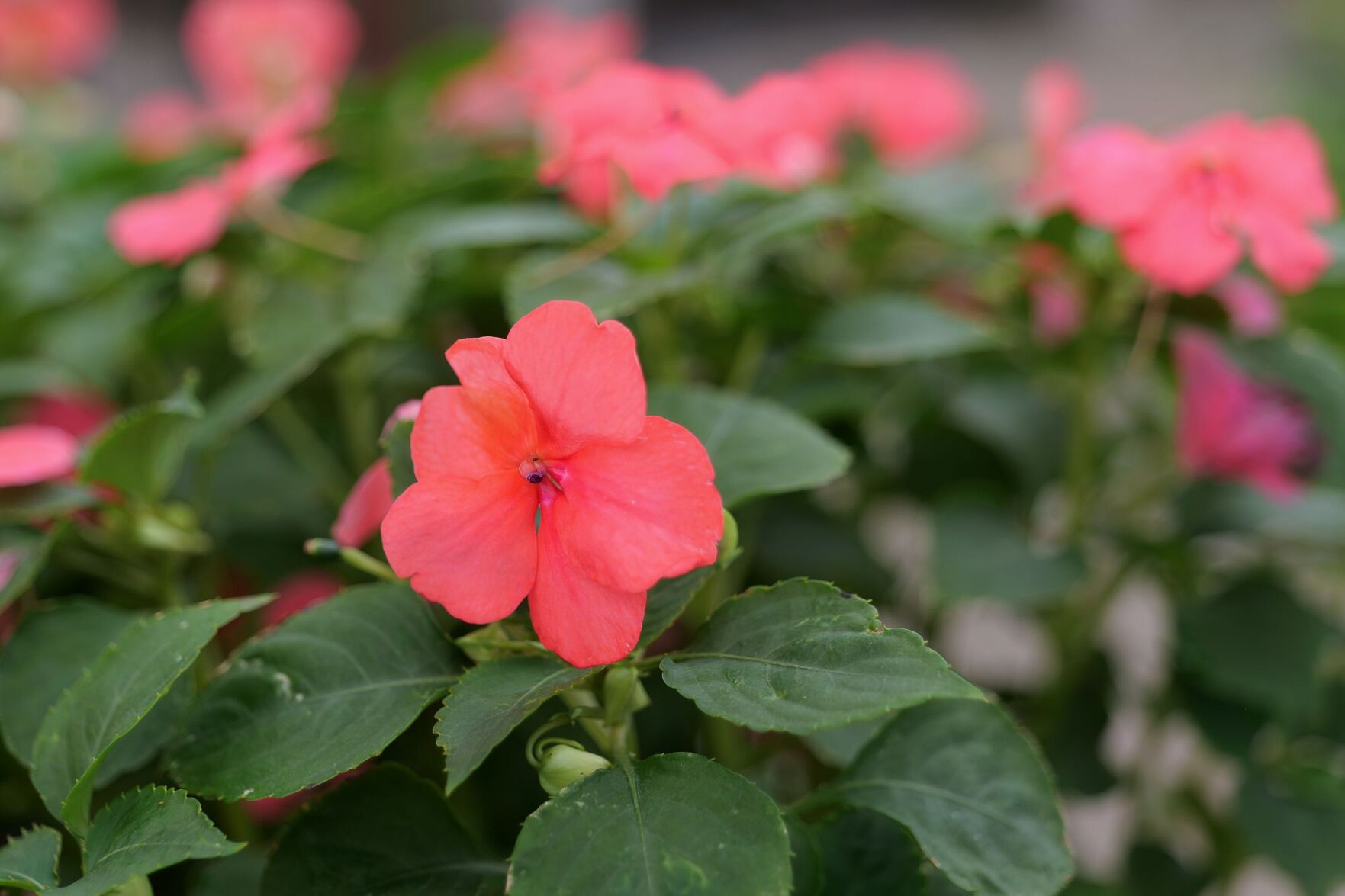 garden13d